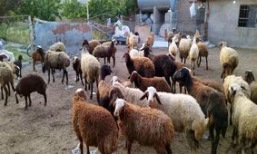 قیمت دام زنده برای عید قربان اعلام شد