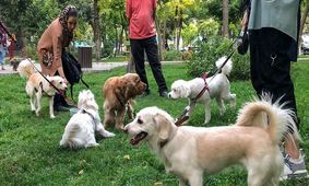 حمله سگ خانگی به 4 شهروند کاشانی