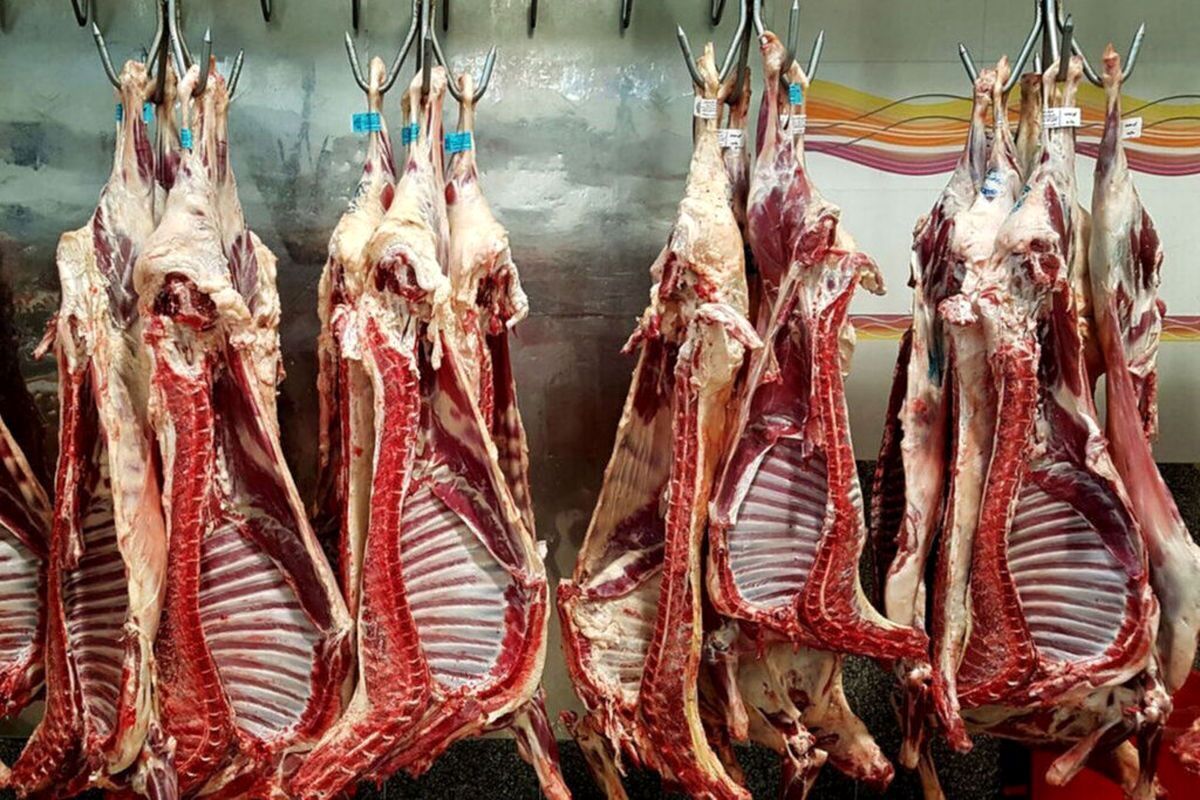 دلایل ادامه توقف عرضه گوشت گرم تنظیم بازاری