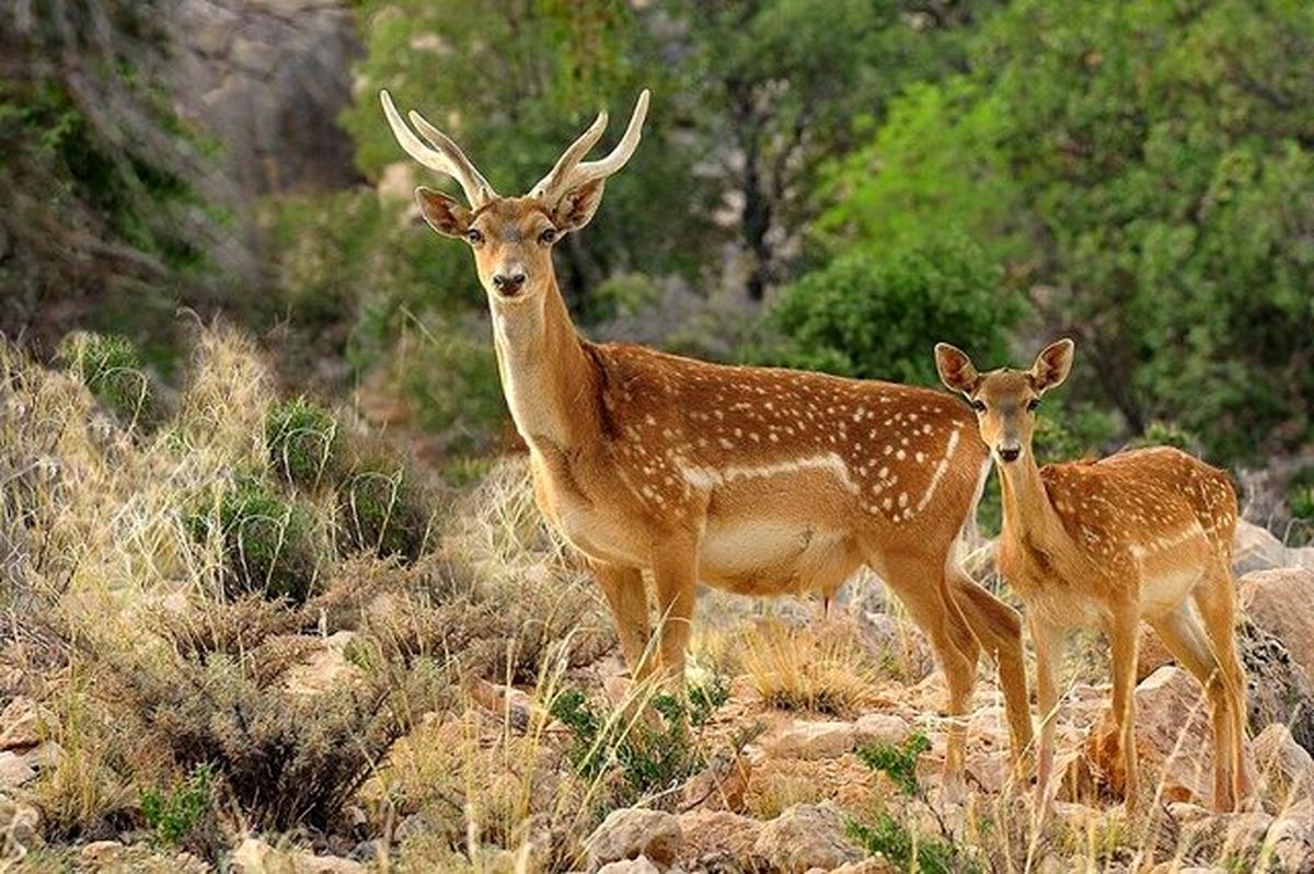 اتخاذ تدابیر حفاظتی برای ۵ گونه شاخص حیات وحش آذربایجان غربی
