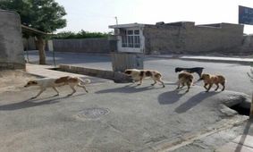 امسال بیش از یکهزار و ۸۰۰ حیوان گزیدگی در خوزستان به وقوع پیوسته است