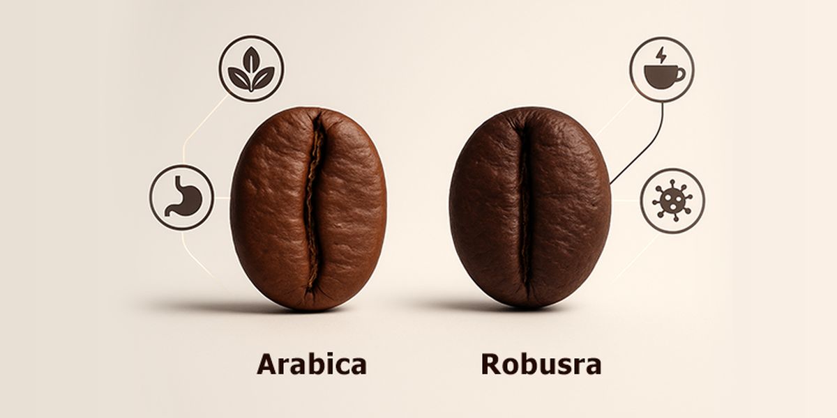 قهوه روبوستا بهتر است یا عربیکا؟