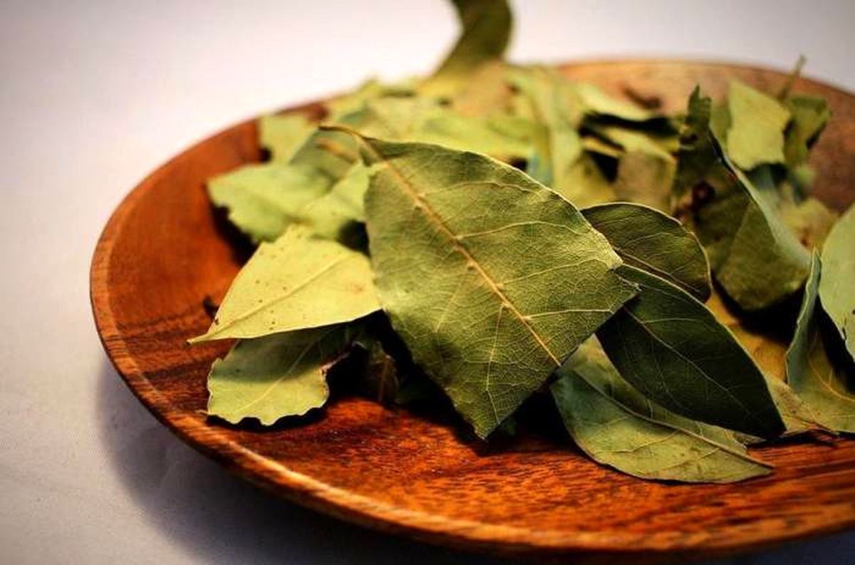 خواص برگ بو برای زیبایی پوست و رشد مو