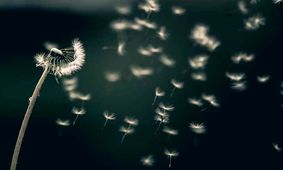 دانه قاصدک تا چه مسافتی سفر می‌کند؟