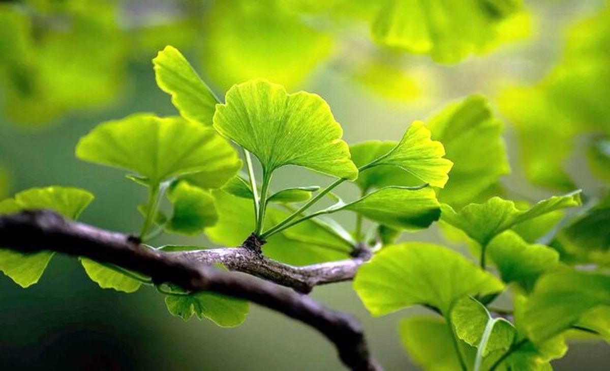 برگ درختی که از لخته شدن خون پیشگیری می‌کند