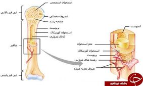 اطلاعاتی که شاید درباره استخوان هایتان نیاز شود/ وزن اسکلت انسان چقدر است؟
