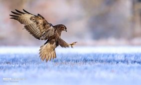 برندگان مسابقه عکاسی پرندگان‎+ عکس