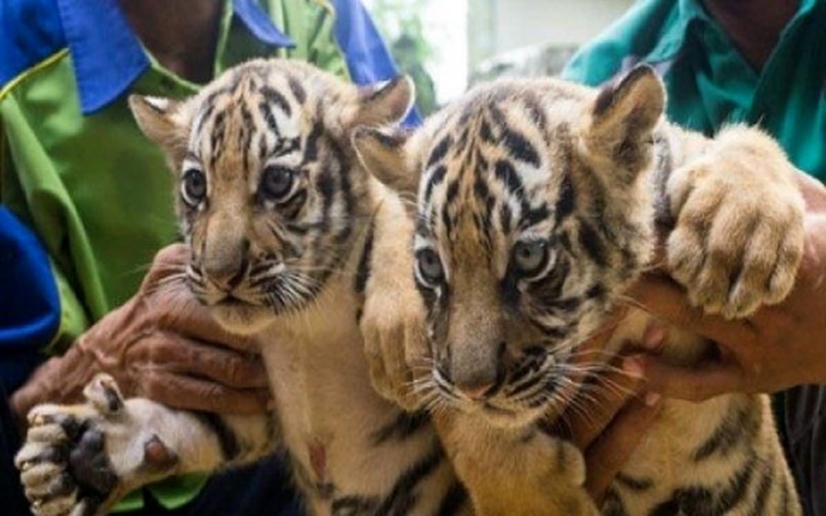 توضیحات رییس سازمان محیط زیست درباره مرگ ۷ ببر در باغ‌وحش مشهد
