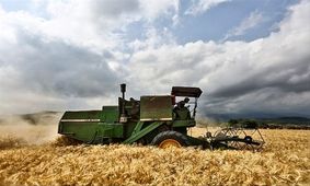 اظهارات ضد و نقیض مسئولان درباره واردات گندم/ پایداری تولید گندم ارتباطی به خودکفایی ندارد