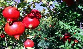 فردوس سرزمین یاقوت‌های سرخ دیار کویر تا چشمه‌های آب معدنی+تصاویر