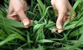 تاریخچه و رسوم‌ اصیل ۱۳ بدر