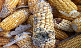 ماجرای ذرت‌های سمی در بازار چه بود؟ + فیلم