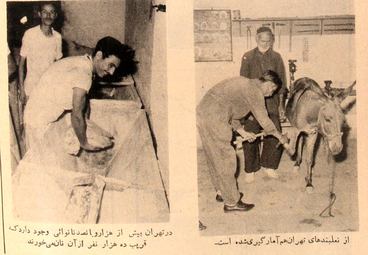 تهران ۱ میلیون و ۷۳۹ هزار و ۵۷۸ نفر جمعیت دارد/ در این شهر، ۲۱ پالان‌دوز و ۴۳ نعل‌بند مشغول خدمت‌اند