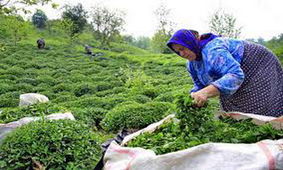 آخرین جزئیات پرداخت تسهیلات به چای‌کاران