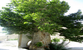 چنار ۴۷۰ ساله ایج ثبت ملی شد