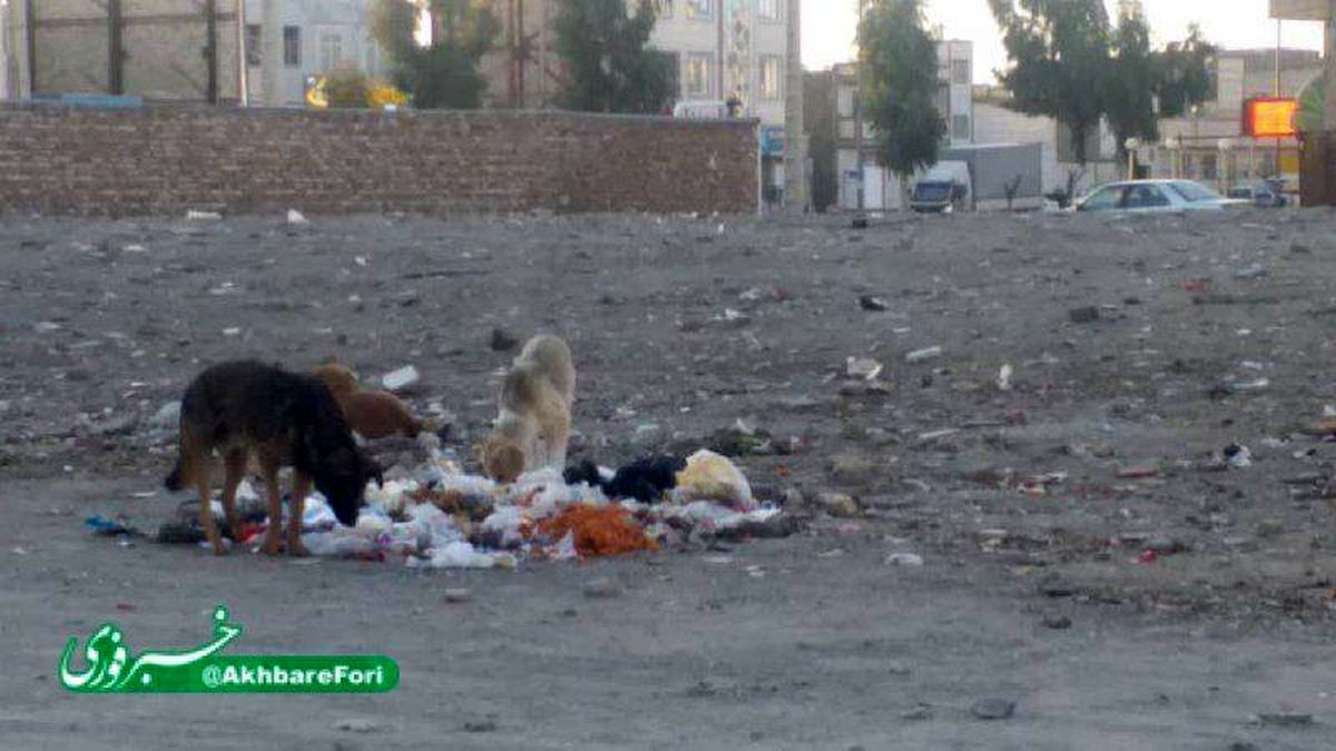 سگ های ولگرد در زاهدان