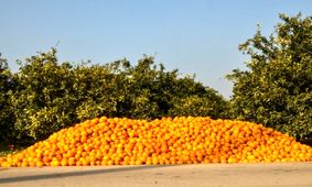 کاشت مرکبات برای مناطق شمالی مناسب نیست