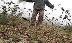 سم باشی برای جلوگیری از هجوم ملخ‌ها در خوزستان شنبه آغاز می شود
