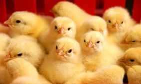 بیانیه مشترک تشکل‌های دام و طیور درباره مشکلات جاری