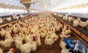 قیمت مرغ به ۱۲ هزار و ۵۰۰ تومان رسید