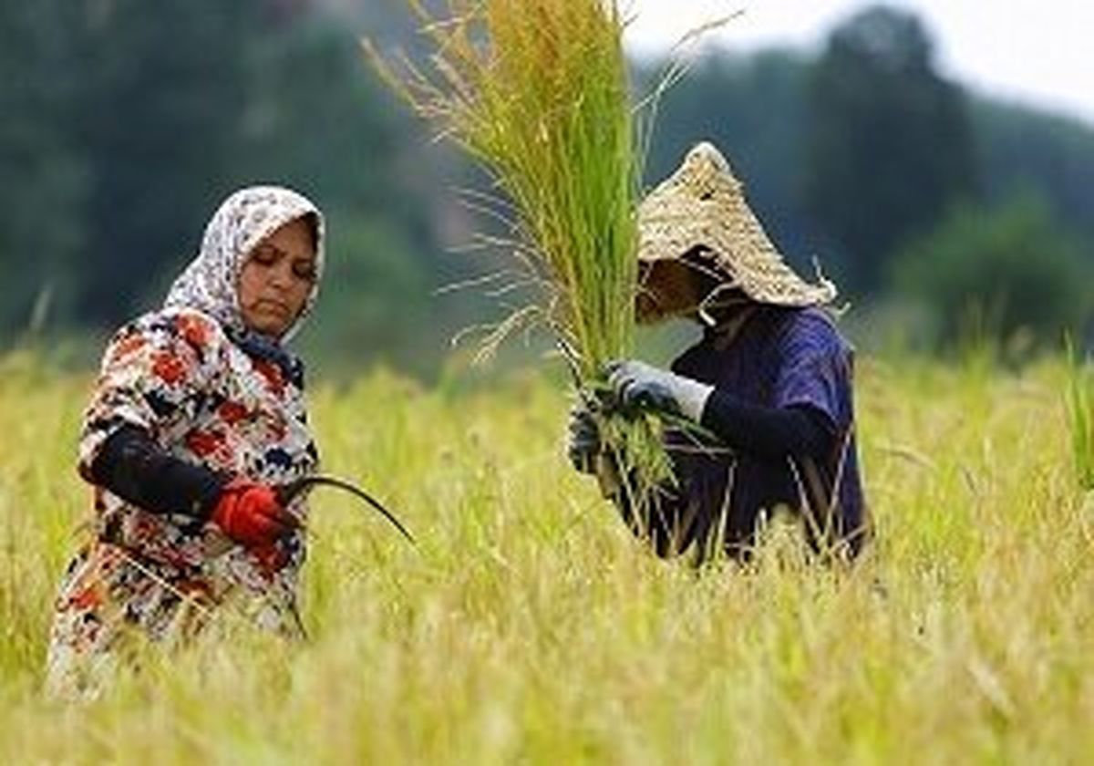 گسترش حضور زنان روستایی قم در فعالیت‌های کشاورزی