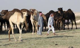 بیمارستان شتر در عربستان دایر شد!