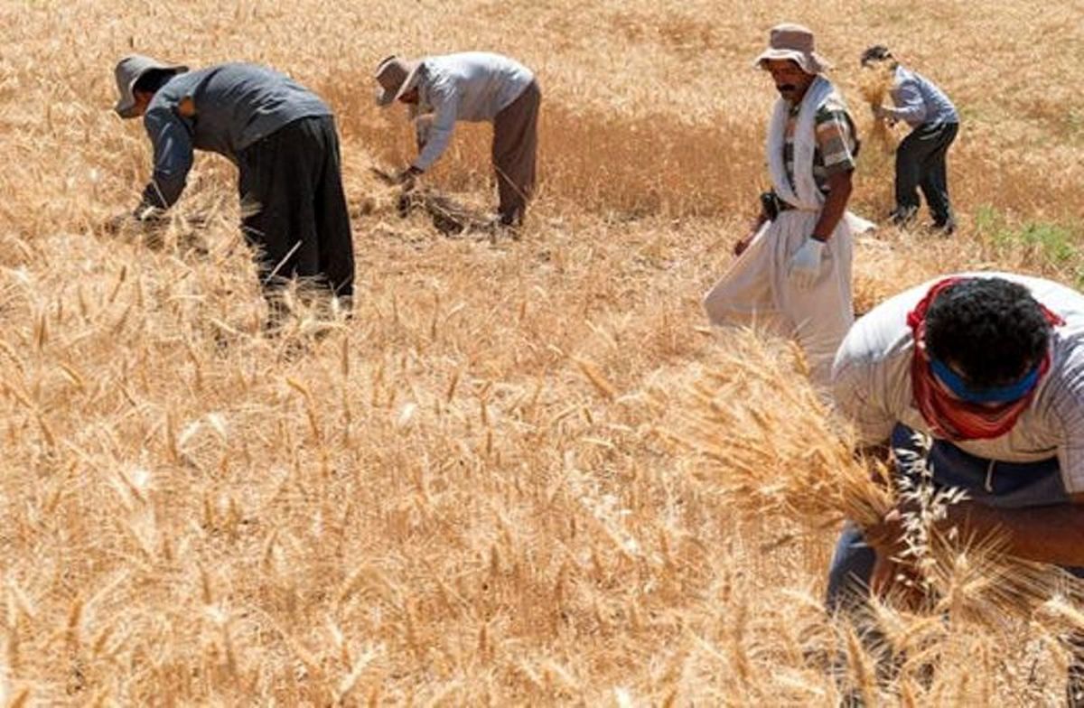 خرید تضمینی گندم و کلزا از کشاورزان هریس