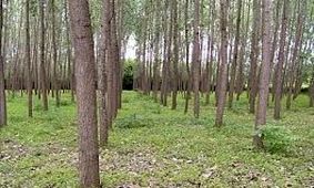 توسعه زراعت چوب در مازندران