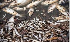 صدای مرگ ماهی‌ها در مهاباد