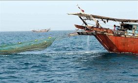 صیادن بوشهری برای صید طلای صورتی به دریا زدند