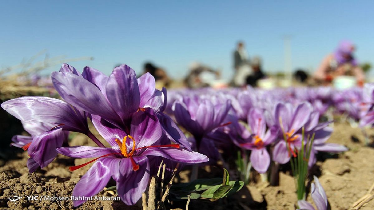 رشد ۱۵ درصدی تولید طلای سرخ در راه است