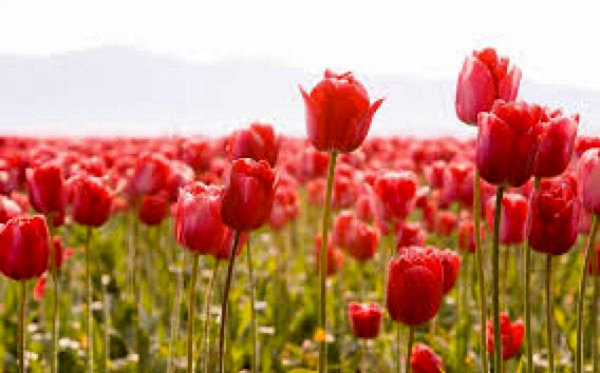 به بهشت خوش آمدید!