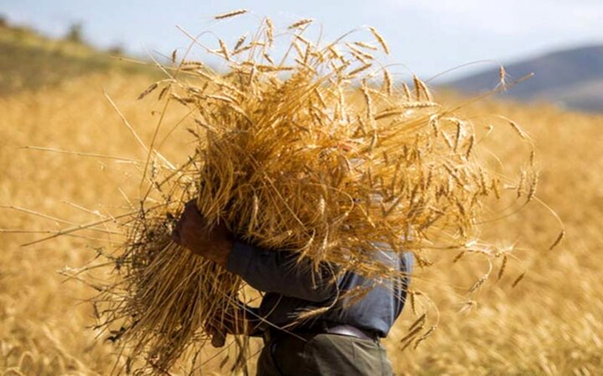 مطالبات گندم‌کاران کرمانشاهی به طور کامل پرداخت شد
