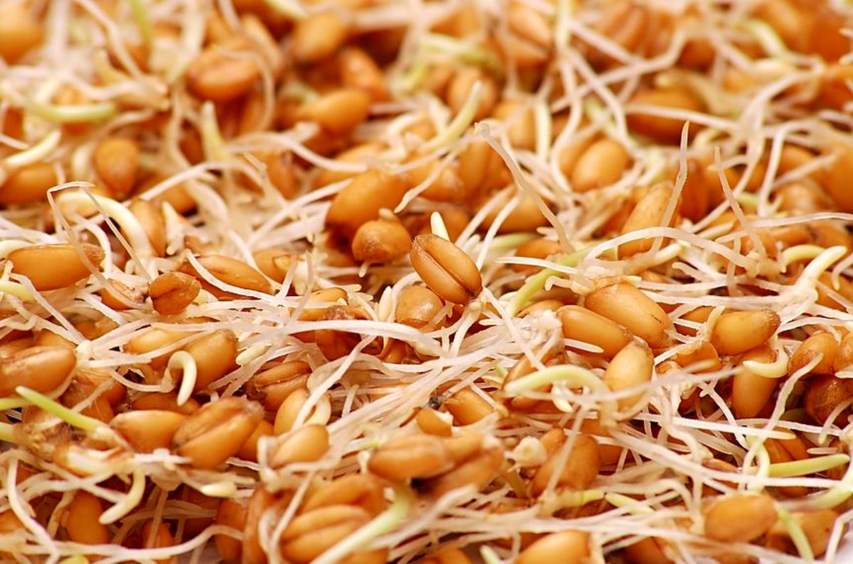 خواص جوانه گندم از خون سازی تا چاق کنندگی