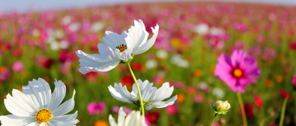 رنگ گل‌ها در واکنش به گرمایش زمین در حال تغییر است!