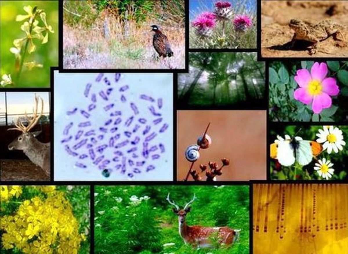 سرعت انقراض گونه‌های گیاهی و جانوری ۱۰ برابر شده است
