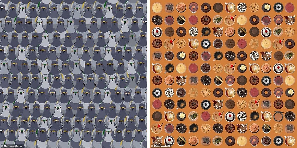 تست دقت و توجه؛ چند معمای تصویری مخصوص ریزبین‌ها