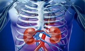 هر آنچه باید درباره سلامت کلیه ها بدانیم