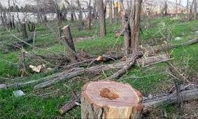 جریمه ۷۰ میلیون تومانی قطع درختان در کیش