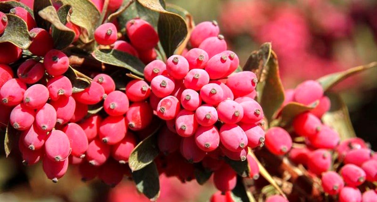 پای لنگ صادرات این بار برای یاقوت کویر/ وقتی زرشک در چمدان صادرات جای کمی دارد