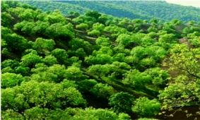 جنگل‌های زاگرسی در استان همدان احیا می‌شوند