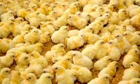 کشف بیش از 15 هزار قطعه جوجه یک روزه در مرز بانه