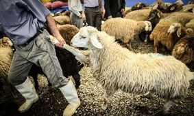 دام‌های گرسنه و دامداران سرگردان!