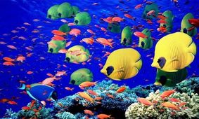 شهرک ماهیان زینتی کاشان ۱۷۰۰ اشتغال ایجاد می‌کند