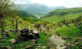 تلاشی به بزرگی احیای جنگل‌های چهارمحال و بختیاری