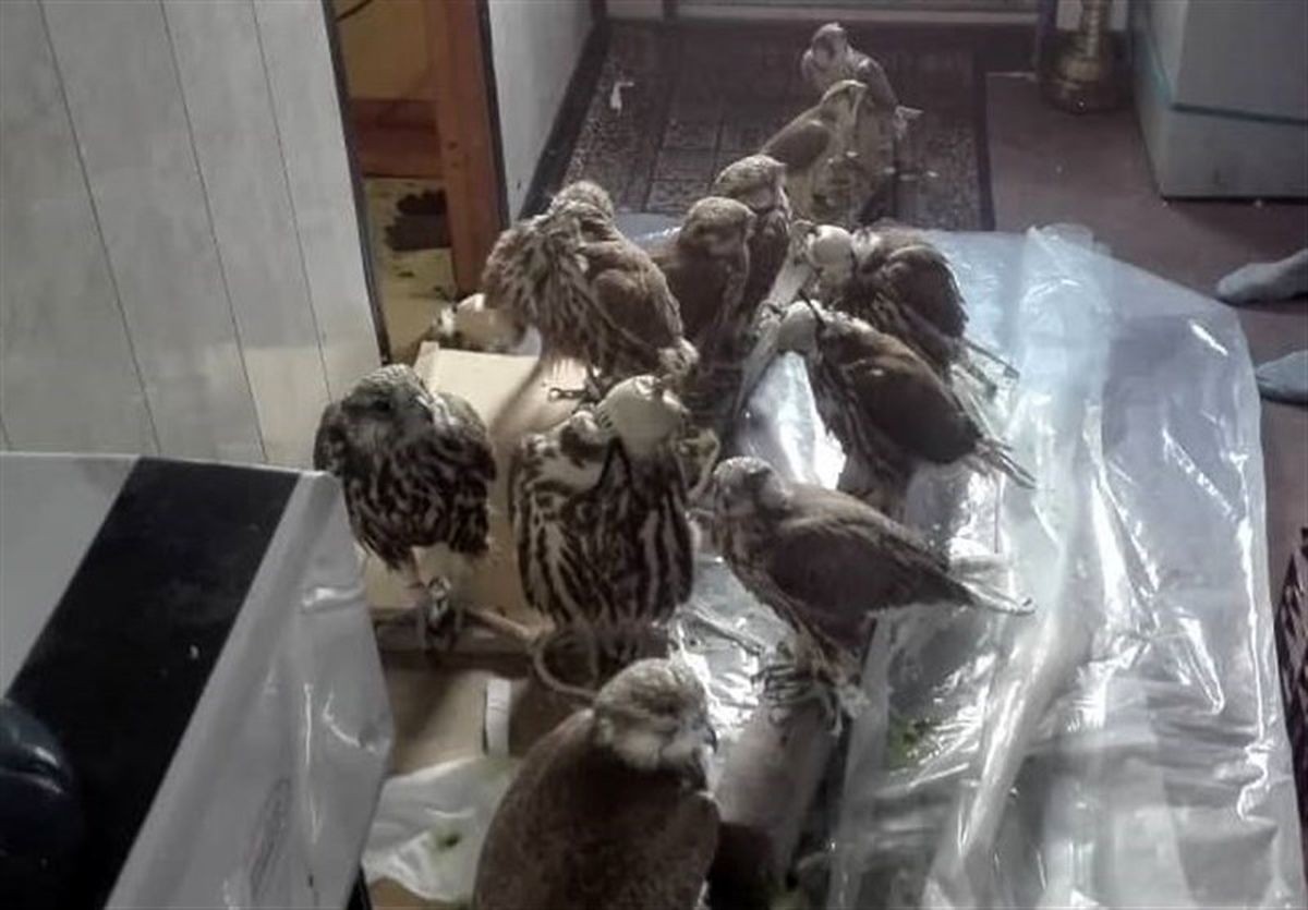 دستگیری اعضای یک باند زنده گیری پرندگان در کازرون