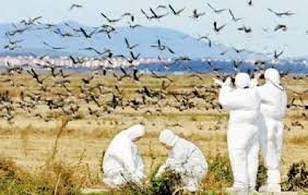 کانون آنفلوآنزای فوق حاد پرندگان در سرخس کنترل و مهار شد