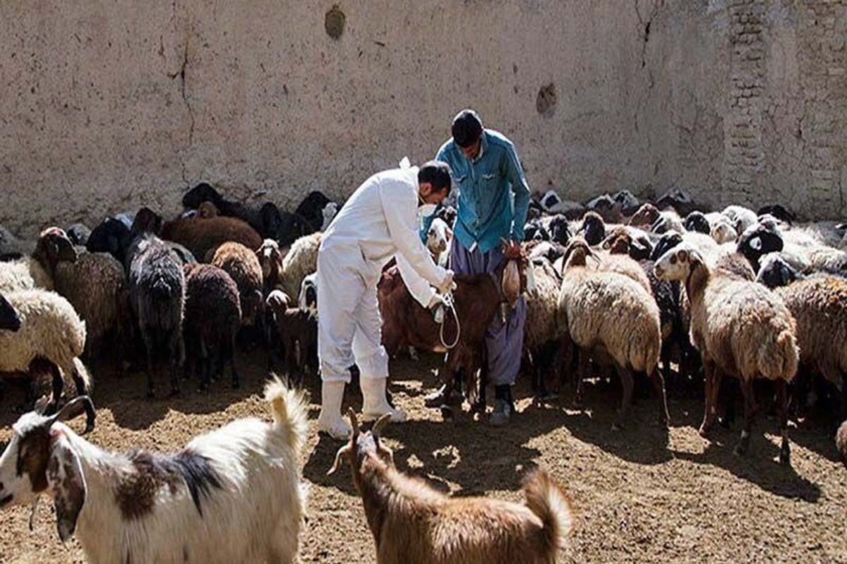 بیش از یک میلیون رأس دام در کردستان علیه تب برفکی مایه‌کوبی شد