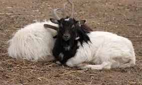زن جوان بز همسایه را دزدید و رنگ کرد
