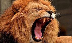 لحظه وحشتناک ورود شیر به داخل هتل!/ ویدئو
